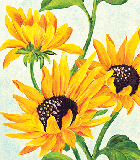 Flores